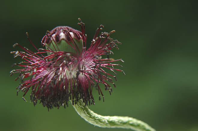 Blüte