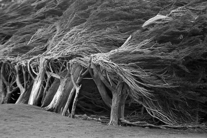 Windflüchter, Neuseeland